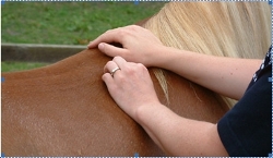 About Vet Physio