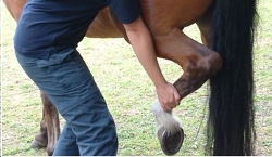 About Vet Physio
